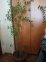 Продавам годжи бери, снимка 1