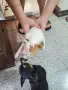 Пинчер , мъжки, мини, снимка 4