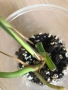 Monstera Marmorata Tricolor , снимка 3