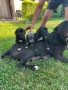         Кане Корсо , снимка 3