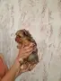 ПРОМОЦИЯ на женско йорки, снимка 6