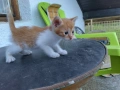 4-ри страхотни котенца!, снимка 1