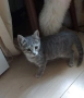 Подарявам котенце, снимка 1