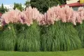 Пампаска трева розова, Cortaderia Sellona Roseа, снимка 2