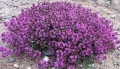 Thymus serpyllum ‘Shepherds’ / Пълзяща мащерка, снимка 1
