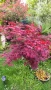Японски Клен, Аcer palmatum Аtropurpureum, снимка 1