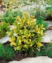 Османтус Гошики, Osmanthus heterophyllus Goshiki, снимка 2
