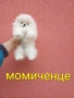 Бели мини Померан и. Реални снимки от 04.04.26 г. , снимка 5