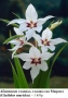 Абисински гладиол, гладиол на Мюриел (Gladiolus murielae) - грудки, снимка 1