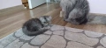 Персийски котенца, снимка 13