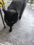 Черно коте, около 3г, снимка 2