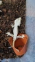 Ресничести гекони / crested gecko / correlophus ciliatus, снимка 1