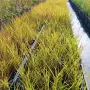 Мискантус Пурпурасценс, Miscanthus sinensis 'Purpurascens' студоустойчива, декоративна трева!!!, снимка 6