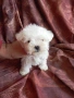Мини малтезер, снимка 2