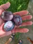 Синя Слива Чачанска лепотица , снимка 2
