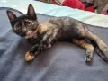 Бездомно женско коте, снимка 13
