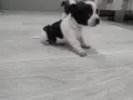 чихуахуа уникални , снимка 4