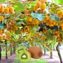 Киви Боскоп (самоопрашващо), снимка 4