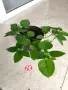 Асистация китайска екзотична виолетка, снимка 5