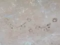 Брадва кривица с печат , снимка 3