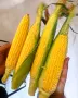Продавам сладка царевица сорт "Месинджър", снимка 1