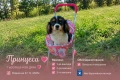 Принцеса на 7 седем месеца търси своят нов дом., снимка 1