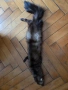 Кожена яка, снимка 3
