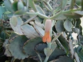 Каланхое Laxiflora със сивеещи листа, снимка 2