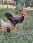 Петли Петел Черен Легхорн Leghorn, снимка 3