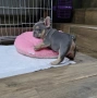 Френски булдог лилак тан (lilac tan), снимка 2