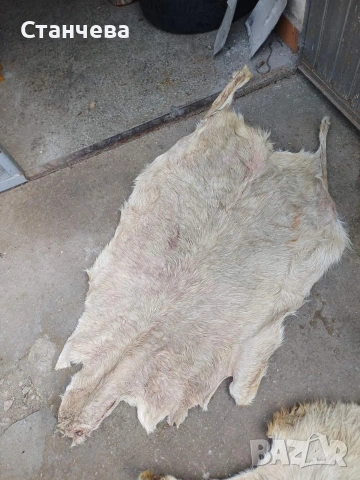 агнешки и кози кожи , снимка 5 - Антикварни и старинни предмети - 53671618