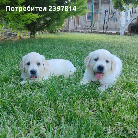 Голдън ретривър , снимка 6 - Голдън ретривър - 55008971