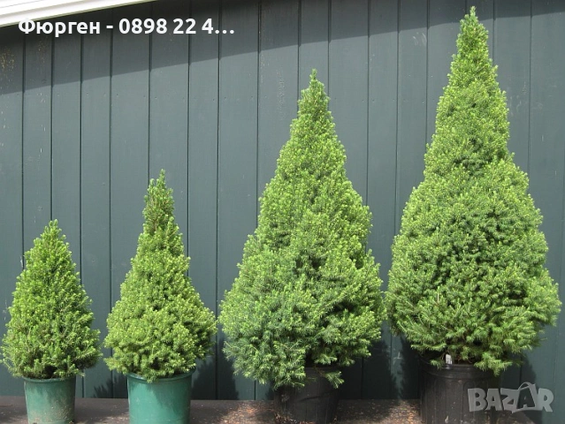 Мини Смърч Коника (Picea glauca 'Conica'), снимка 2 - Разсади - 55226383