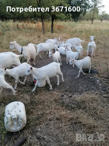 мъжки и женски ярета ББМ