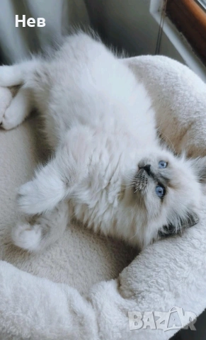 Ragdoll рагдол/регдол  котe , снимка 6 - Други - 51000590