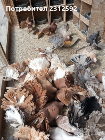 Продават се палунести гълъби!!!, снимка 7 - Гълъби - 53980869