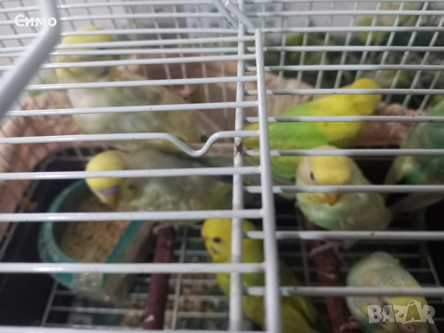 Продавам вълнисти папагали, снимка 12 - Папагали - 54990051