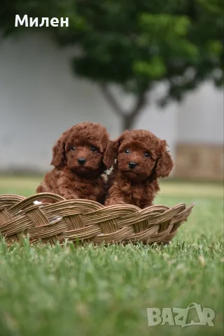 Той пудел Toy poodle, снимка 13 - Пудели - 55006000