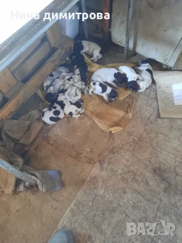 Продавам малки дратхаарчета