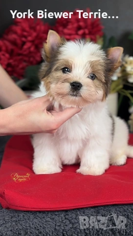 Йоркширски Териер! Красавец с родословие за деца и възрастни! 