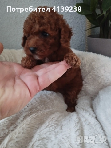 Той Пудел Poodle toi , снимка 3 - Пудели - 54976284