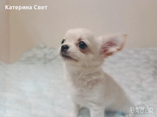Женско дългокосместо мини чихуахуа, снимка 9 - Чихуахуа - 55481949