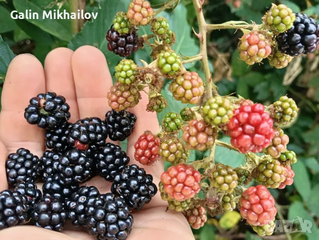 Пресен Бадем, джанки, лозови листа трибулус, царевица, снимка 13 - Домашни продукти - 55504561