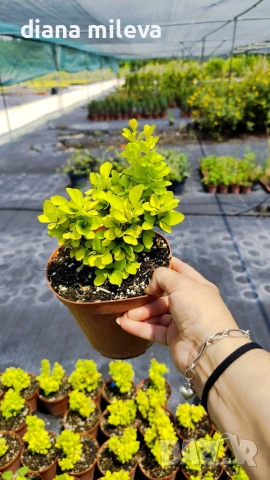 Берберис Мария, Berberis thunbergii ‘Maria'!!!, снимка 11 - Градински цветя и растения - 55016079