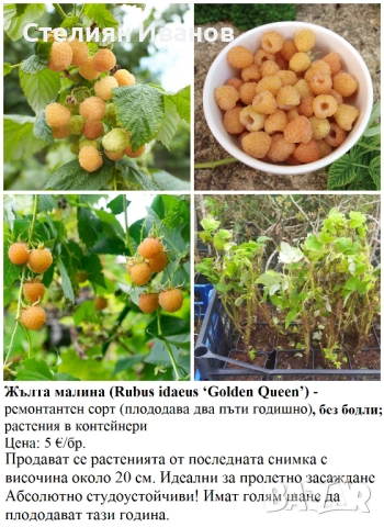 ПЛОДНИ ХРАСТИ В КОНТЕЙНЕРИ, снимка 11 - Градински цветя и растения - 53447504