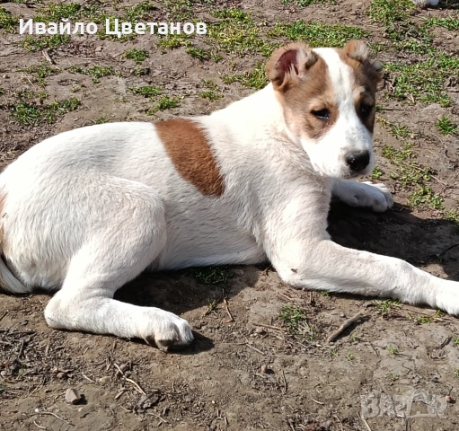 Алабай, снимка 2 - Алабай - 54042130