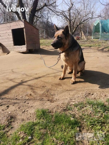 Женска немска овчарка , снимка 4 - Немска овчарка - 54874339