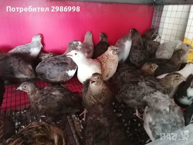 Млади пътпъдъци , снимка 2 - Други - 55404832
