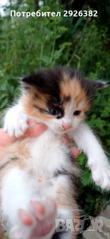 Подарявам котета