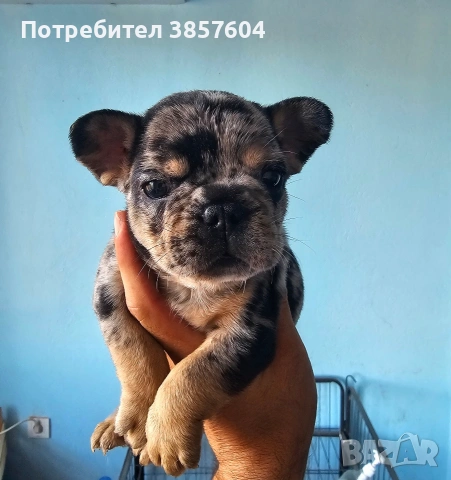 Черно Мерле Френски булдог 